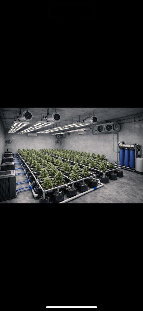 Current Culture System - Test Run. Week 0