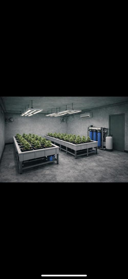 Current Culture System - Test Run. Week 0