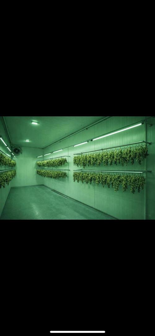 Current Culture System - Test Run. Week 0