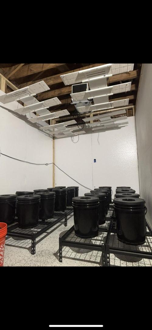 Current Culture System - Test Run. Week 0