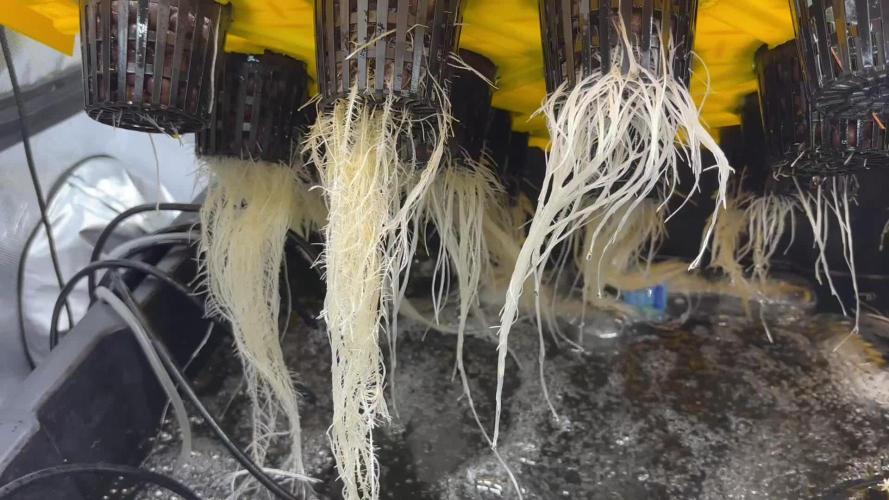 Current Culture System - Test Run