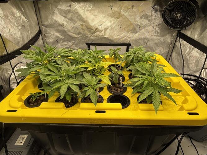 Current Culture System - Test Run. Week 4