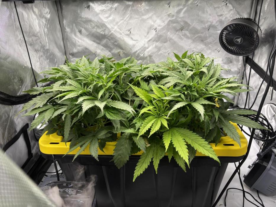 Current Culture System - Test Run. Week 5