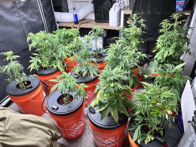 Current Culture System - Test Run. Week 6