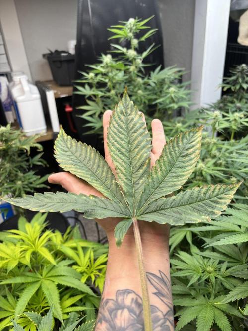 Current Culture System - Test Run. Week 7