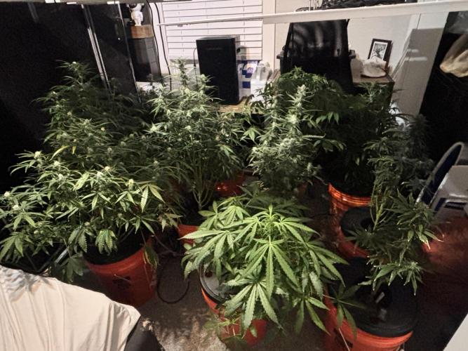 Current Culture System - Test Run. Week 8