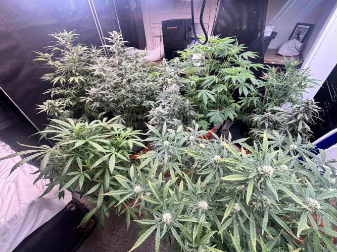 Current Culture System - Test Run. Week 8
