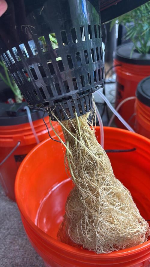 Current Culture System - Test Run. Week 8
