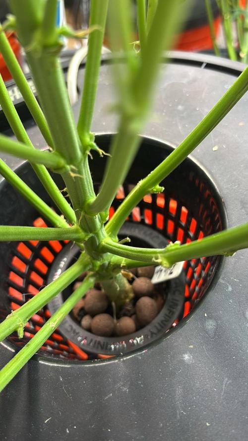 Current Culture System - Test Run. Week 8