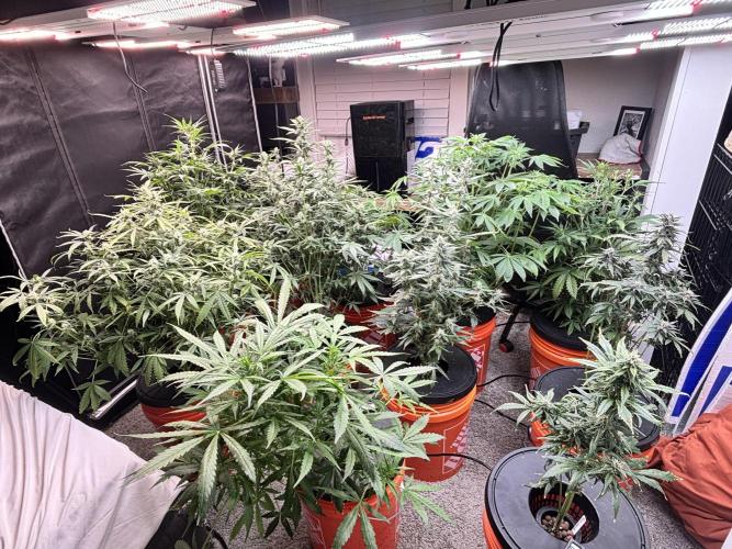 Current Culture System - Test Run. Week 8