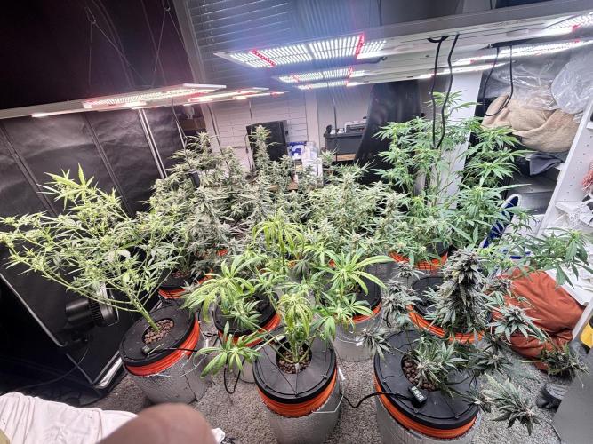 Current Culture System - Test Run. Week 9