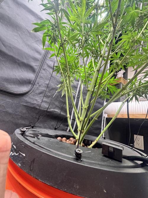 Current Culture System - Test Run. Week 9