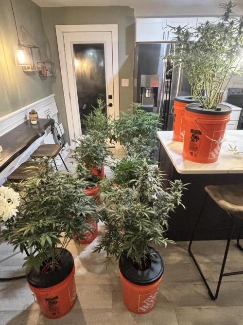 Current Culture System - Test Run. Week 9