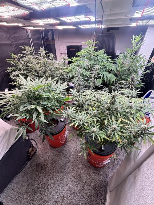 Current Culture System - Test Run. Week 9