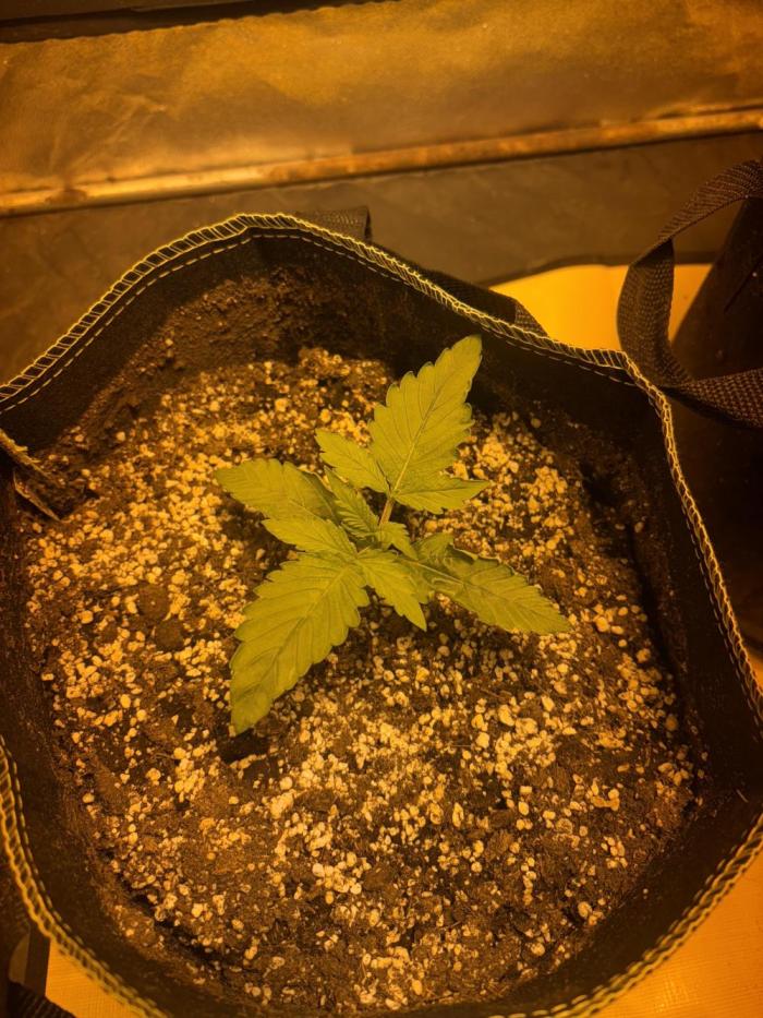 Auto mix. Week 1 - Day 7