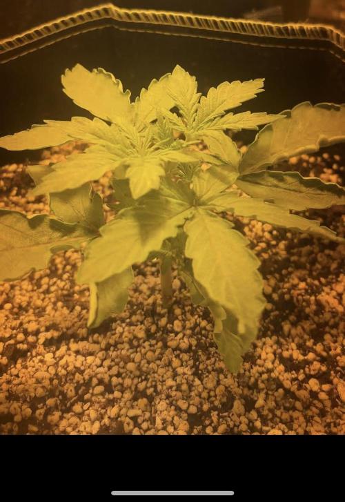 Cheese, Orange Haze & Cotton Berry. Week 2 - Day 12.