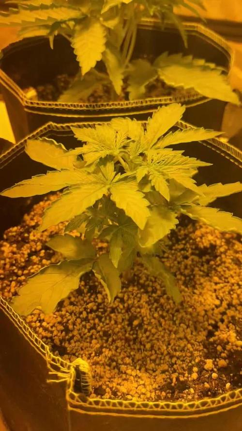 Cheese, Orange Haze & Cotton Berry