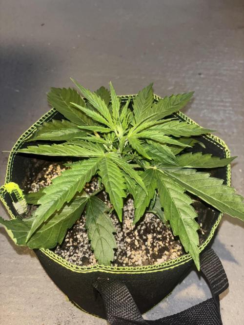 Cheese, Orange Haze & Cotton Berry. Week 3 - Cheese 