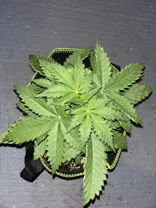 Cheese, Orange Haze & Cotton Berry. Week 3 - Berry rush 