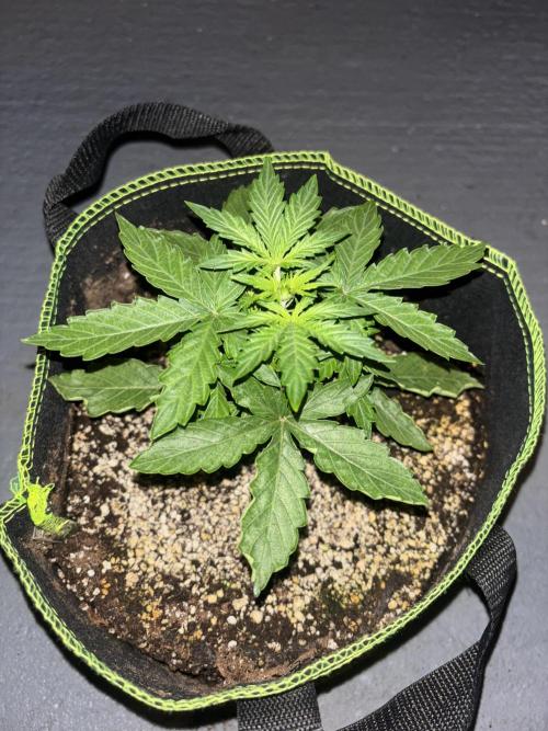 Cheese, Orange Haze & Cotton Berry. Week 3 - Orange haze 