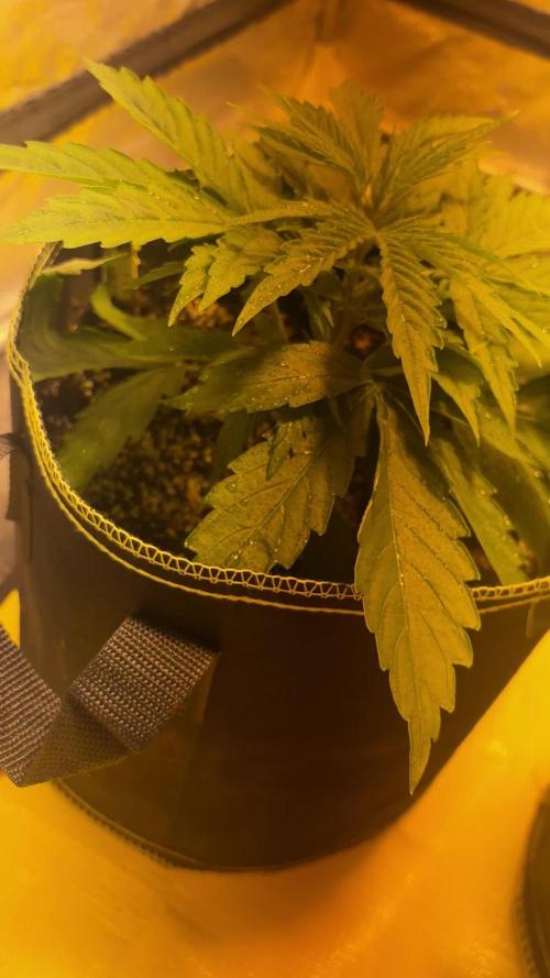 Cheese, Orange Haze & Cotton Berry