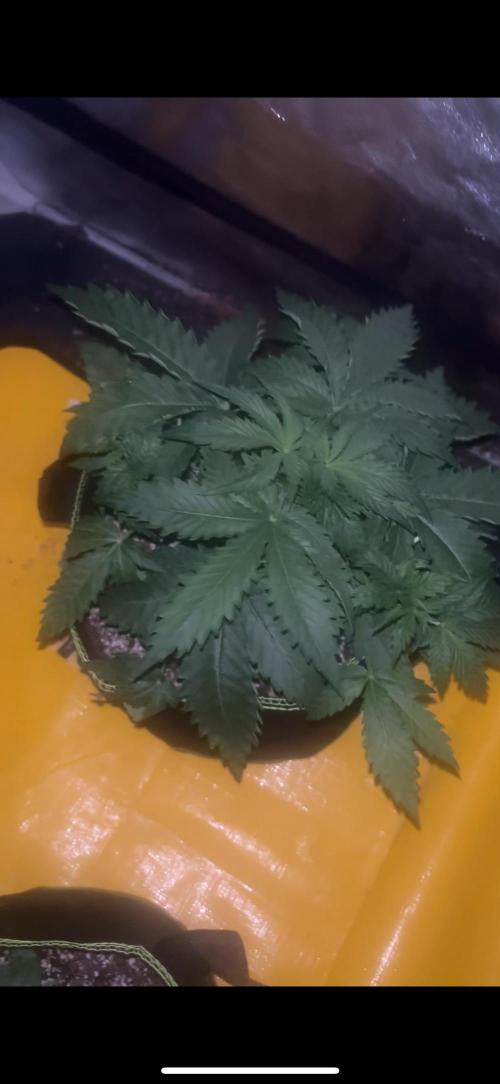 Cheese, Orange Haze & Cotton Berry. Week 3