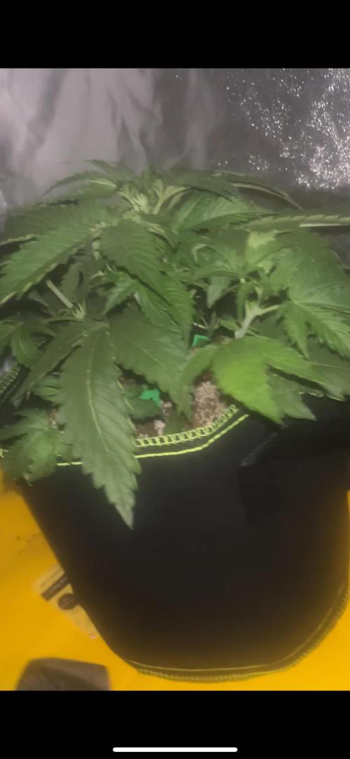 Cheese, Orange Haze & Cotton Berry. Week 3