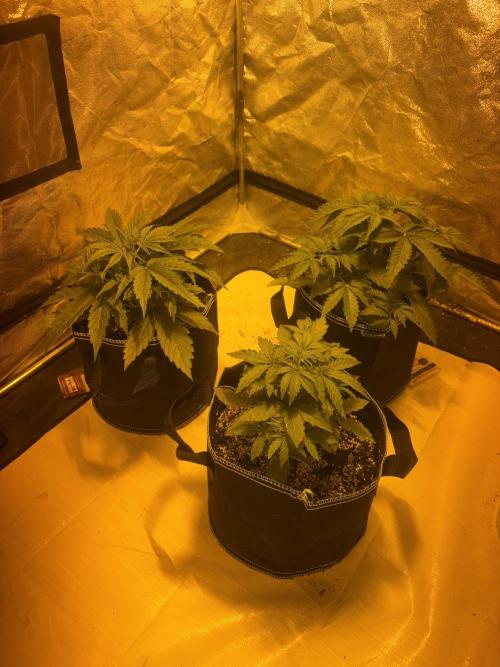 Cheese, Orange Haze & Cotton Berry. Week 3 - Day 18. 1.5L each plant with  no grow as the leafs looking a little rich in N 