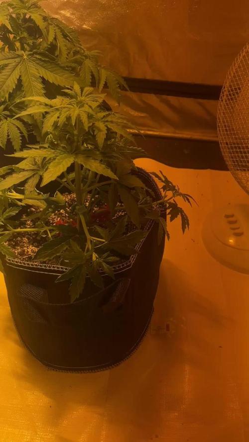 Cheese, Orange Haze & Cotton Berry