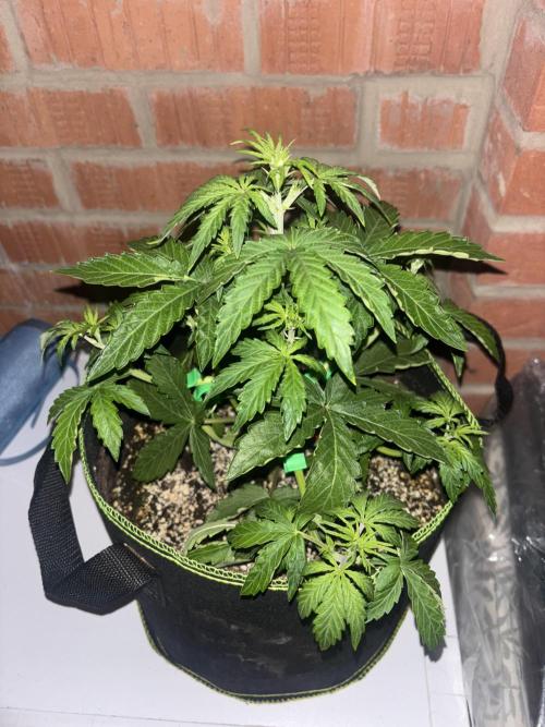 Cheese, Orange Haze & Cotton Berry. Week 4 - Day 21 Orange haze 