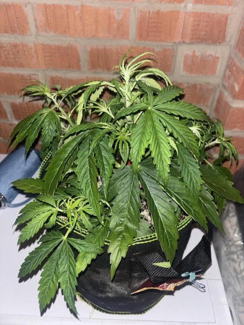 Cheese, Orange Haze & Cotton Berry. Week 4 - Day 21 cheese 