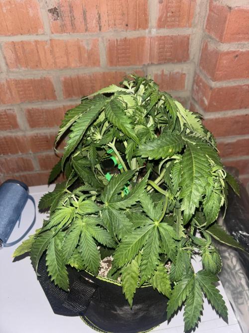 Cheese, Orange Haze & Cotton Berry. Week 4 - Day 21 berry cotton 