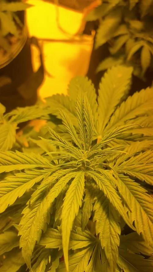 Cheese, Orange Haze & Cotton Berry