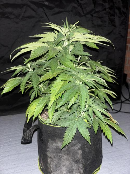 Cheese, Orange Haze & Cotton Berry. Week 4 - Day 24 