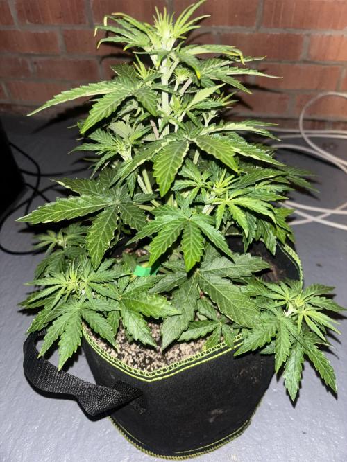 Cheese, Orange Haze & Cotton Berry. Week 4 - Day 24 