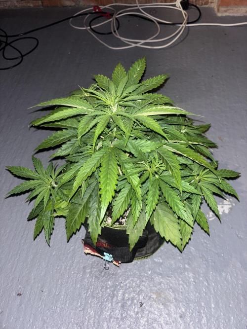 Cheese, Orange Haze & Cotton Berry. Week 4 - Day 24 