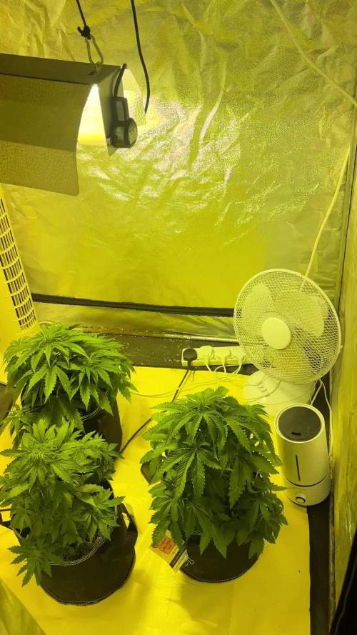 Cheese, Orange Haze & Cotton Berry