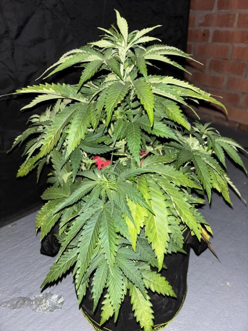 Cheese, Orange Haze & Cotton Berry. Week 4 - Day 27. 
Cotton berry. 
