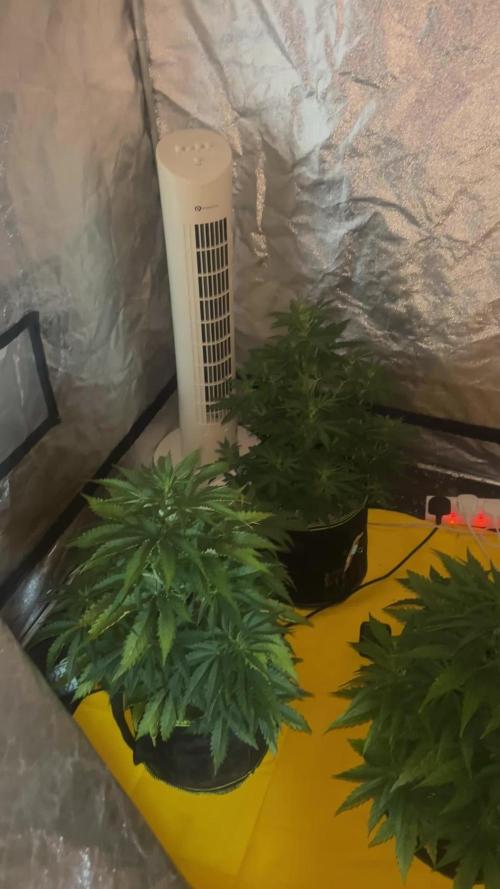 Cheese, Orange Haze & Cotton Berry