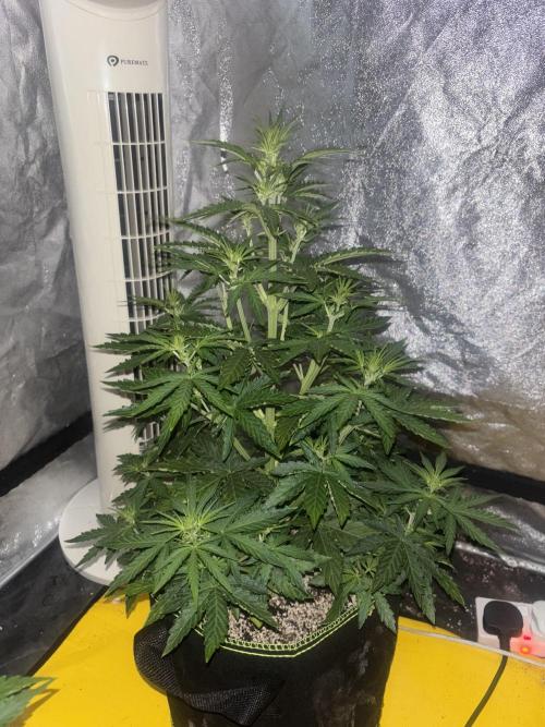Cheese, Orange Haze & Cotton Berry. Week 5 - Cheese day 29 