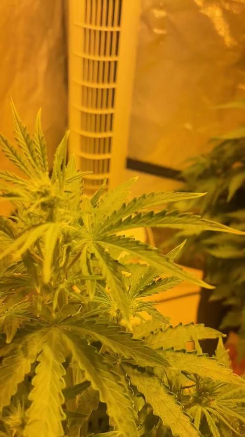 Cheese, Orange Haze & Cotton Berry