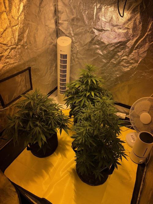 Cheese, Orange Haze & Cotton Berry. Week 5 - Day 32 