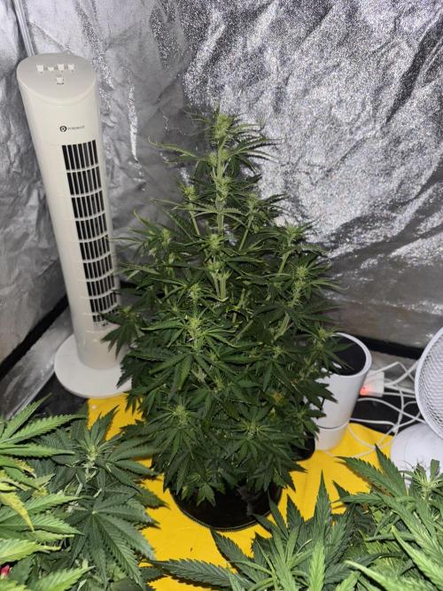 Cheese, Orange Haze & Cotton Berry. Week 5 - Day 34 