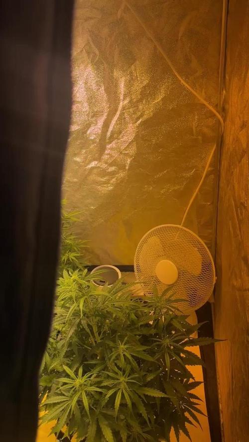 Cheese, Orange Haze & Cotton Berry