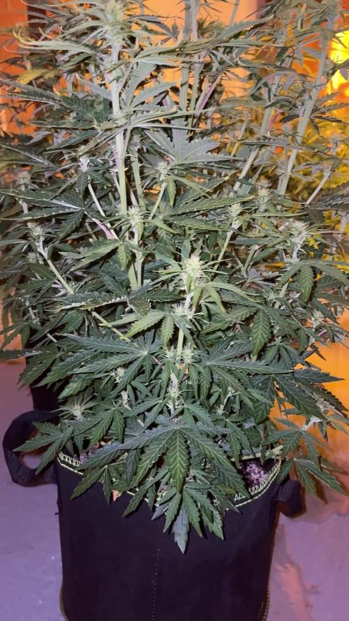 Cheese, Orange Haze & Cotton Berry