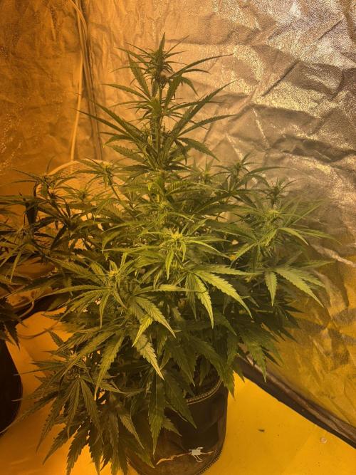 Cheese, Orange Haze & Cotton Berry. Week 6 - Day 40 