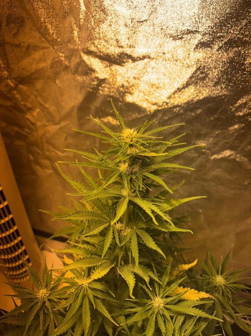 Cheese, Orange Haze & Cotton Berry. Week 6 - Day 40 