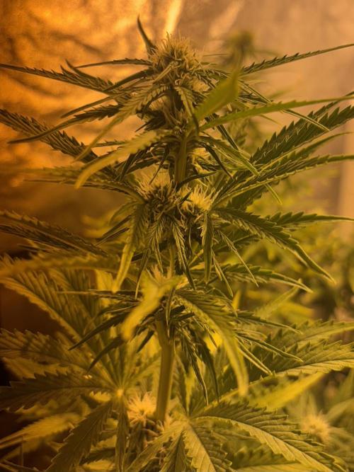 Cheese, Orange Haze & Cotton Berry. Week 6 - Day 41