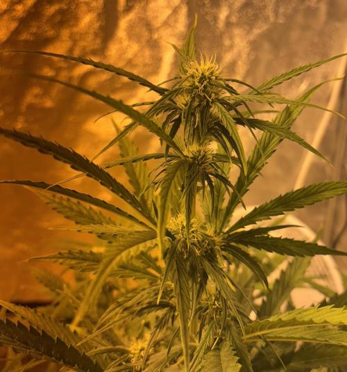 Cheese, Orange Haze & Cotton Berry. Week 6 - Day 41