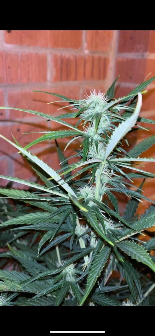 Cheese, Orange Haze & Cotton Berry. Week 7 - Day 43 plant 1 